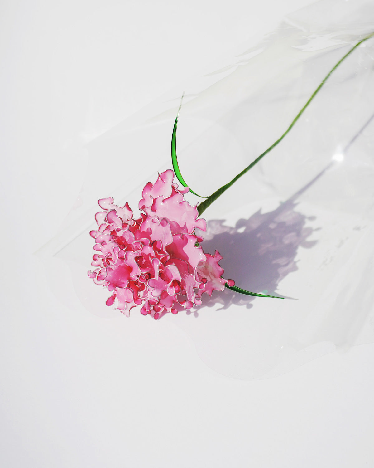 DESERT FLOWER（カーネーション）