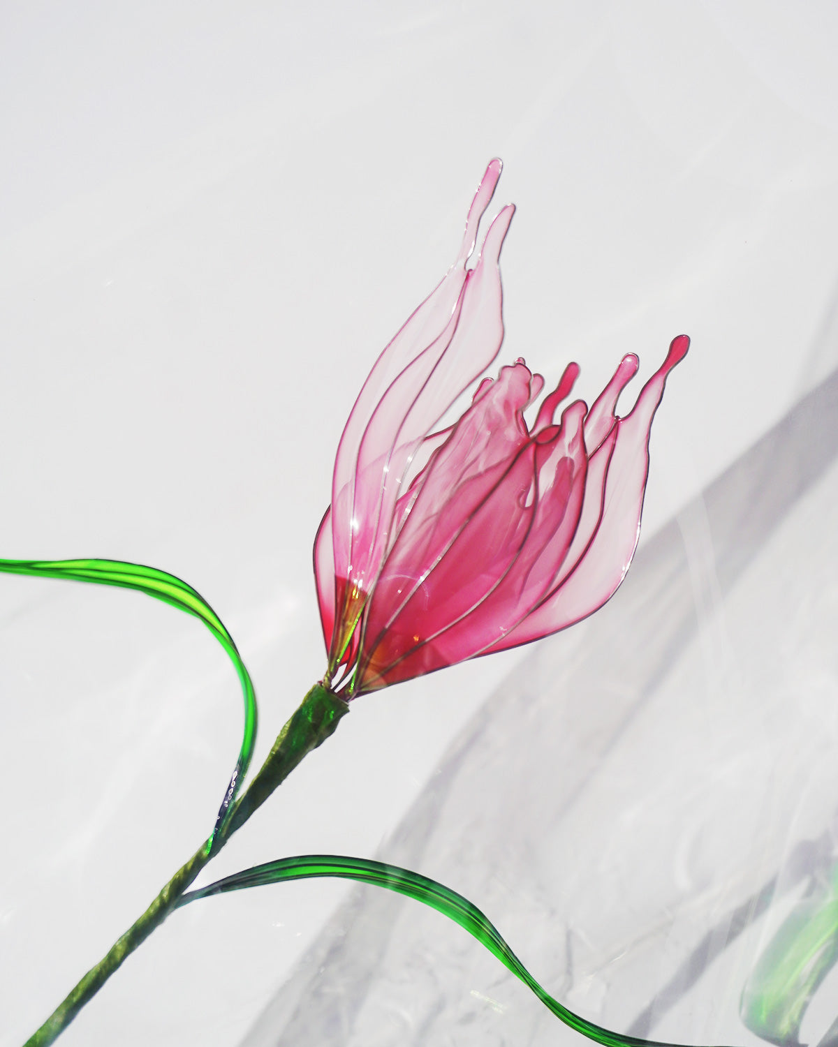 DESERT FLOWER（チューリップ）