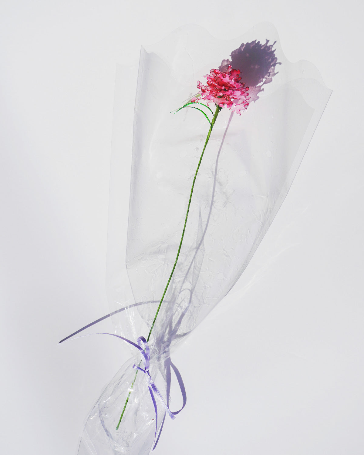 DESERT FLOWER（カーネーション）