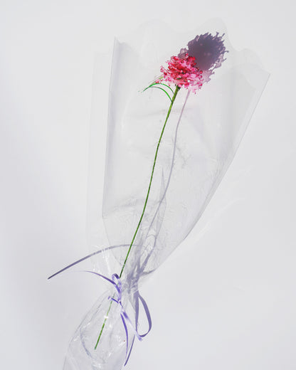 DESERT FLOWER（カーネーション）